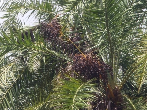 02 Clustering Reclinata Palm Tree