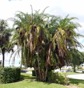 02 Clustering Reclinata Palm Tree