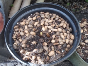Pot of Areca palm Seeds